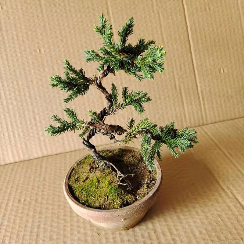 迎客松造型小地柏盆景实拍办公室桌盆栽绿植四季常青植物素材树苗