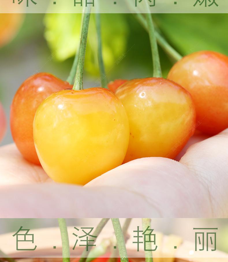 晨臻山东黄水晶黄蜜樱桃小樱桃黄车厘子水果新鲜土樱桃酸甜孕妇 1000g
