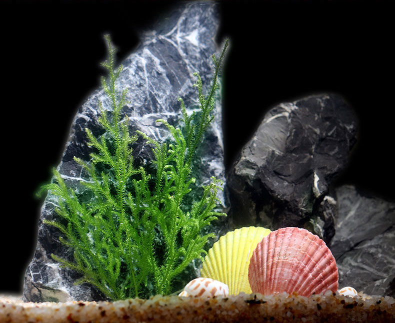 鹿角榕懒人活体水草无土耐活耐低温苔藓鱼缸生态瓶雨淋缸造景阴性