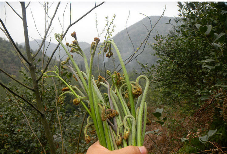 帆儿庄园新鲜拳菜时令应季蔬菜拳头菜猫爪菜减脂食材荠菜1斤试吃