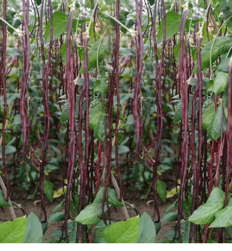 无架豆豇豆种籽高产早熟四季播耐热抗病特长紫红豆角种孑豇豆种子特长