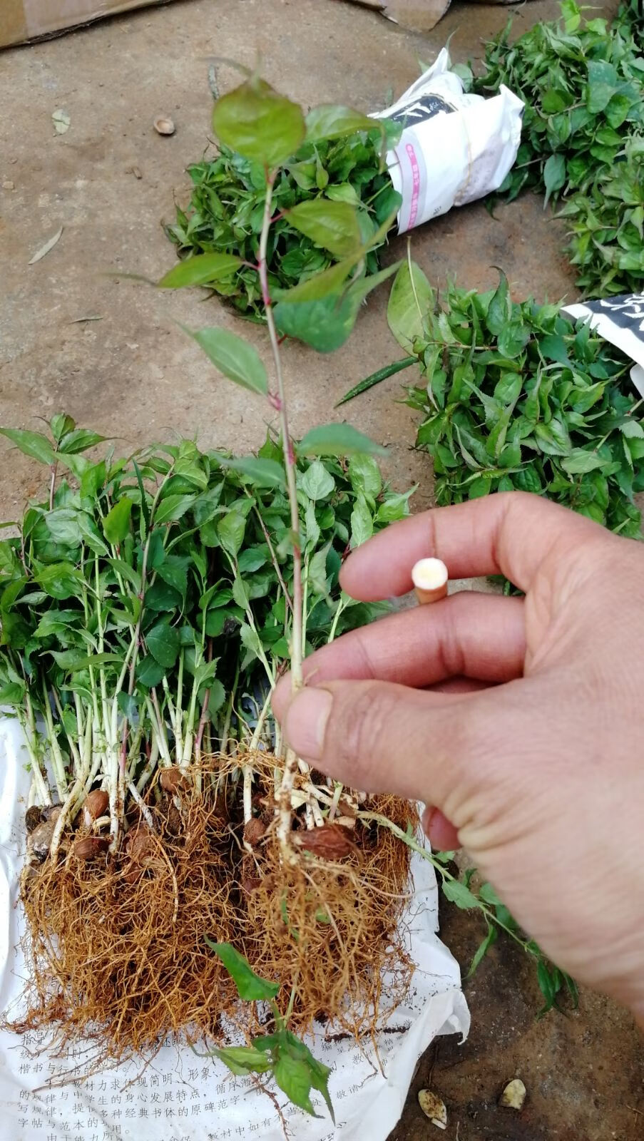 酸梅苗青梅小苗青梅芽苗酸梅直生苗一年苗籽播小苗酸梅砧木地径0810