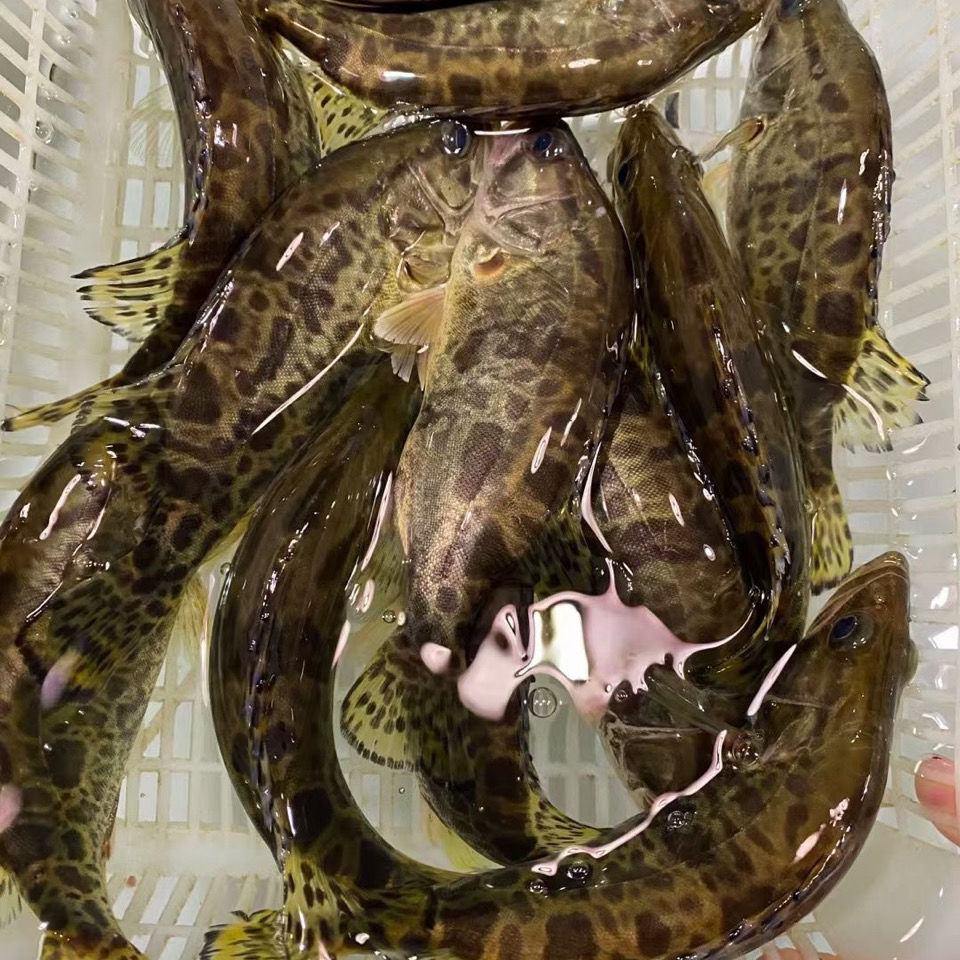 千岛湖正宗大鳜鱼鲜活活鱼波纹鳜淡水鱼新鲜季花鱼现杀发货25斤