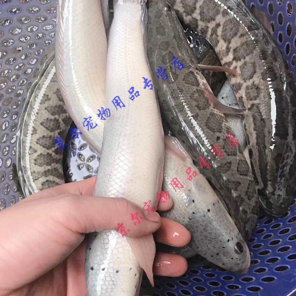 天弗白烏魚白化黑魚苗黑魚苗白甲雷龍白甲魚兇猛淡水