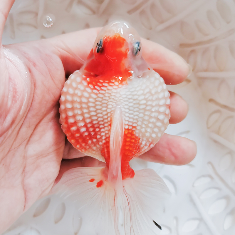 嘉瑰水泡眼金鱼鼠头皇冠珍珠金鱼活鱼精品稀有冷水鱼好养耐活不打氧hh