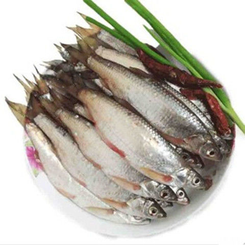 微山湖白条鱼鲜活白鱼小河鱼小白条柳叶餐鱼1斤白条鱼大号