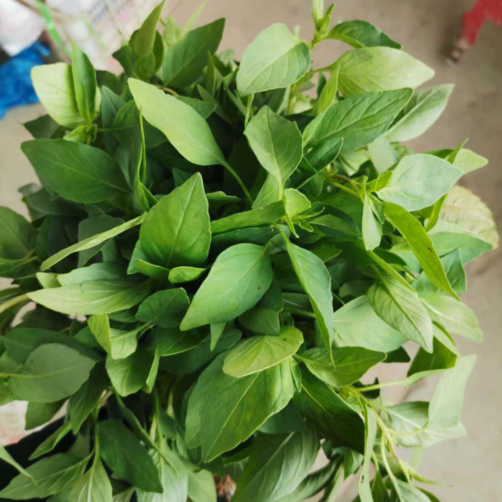 河南大叶荆芥菜新鲜荆芥带根新鲜蔬菜调味菜凉拌菜 新鲜荆芥三斤 不带