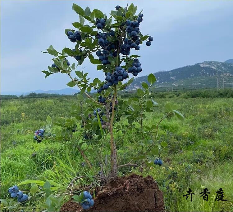 v5蓝莓(当年结果苗) 60cm(含)-69cm(含)【图片 价格 品牌 报价】-京东