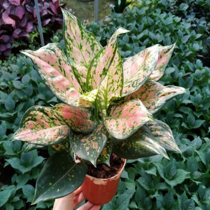 醉花春如意皇后粉黛万年青四季常青花卉植物粉黛万年青原盆原土不含盆