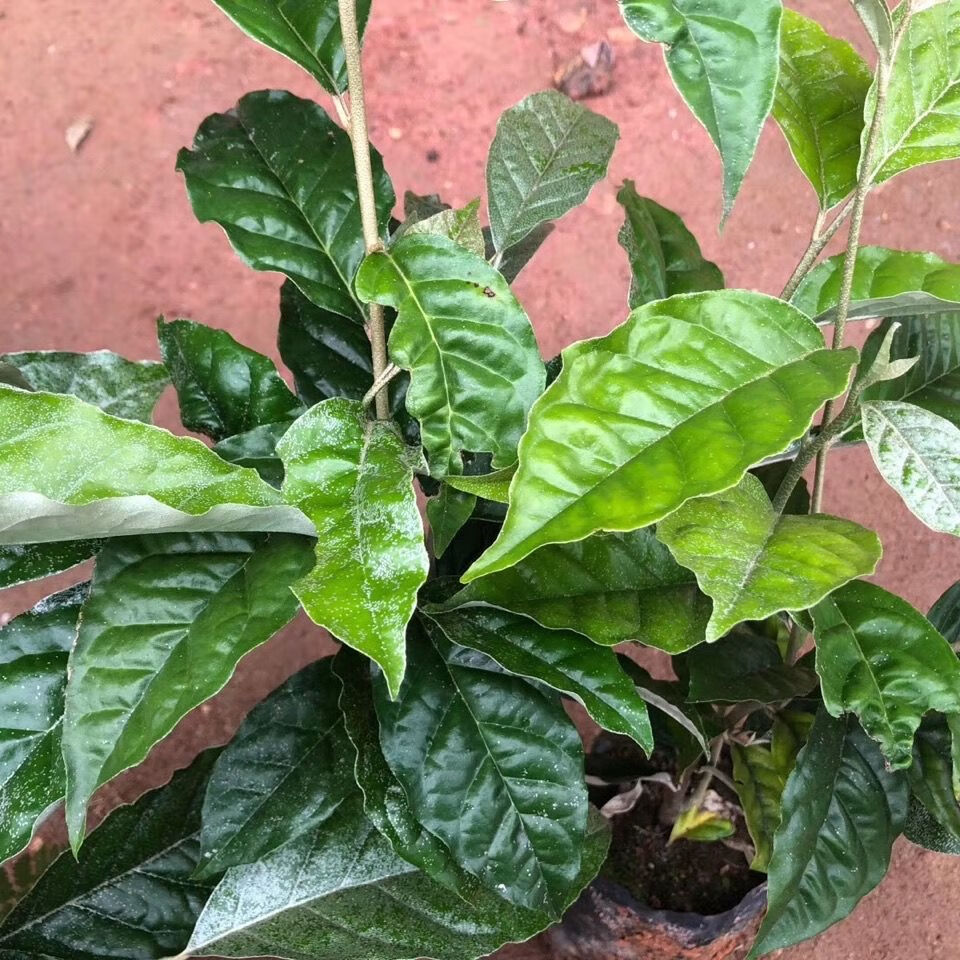 羊奶果树苗 两年苗 带叶带土发货【图片 价格 品牌 报价】-京东