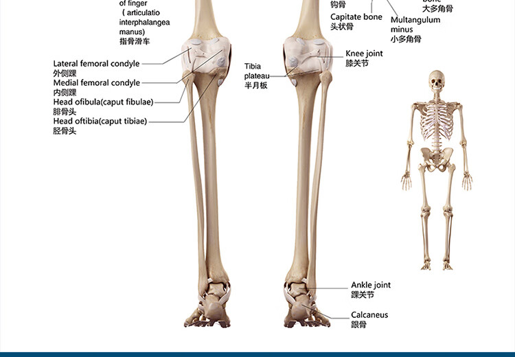 標準人體骨骼圖大掛圖片全身高清人體骨骼結構圖解剖圖全身海報