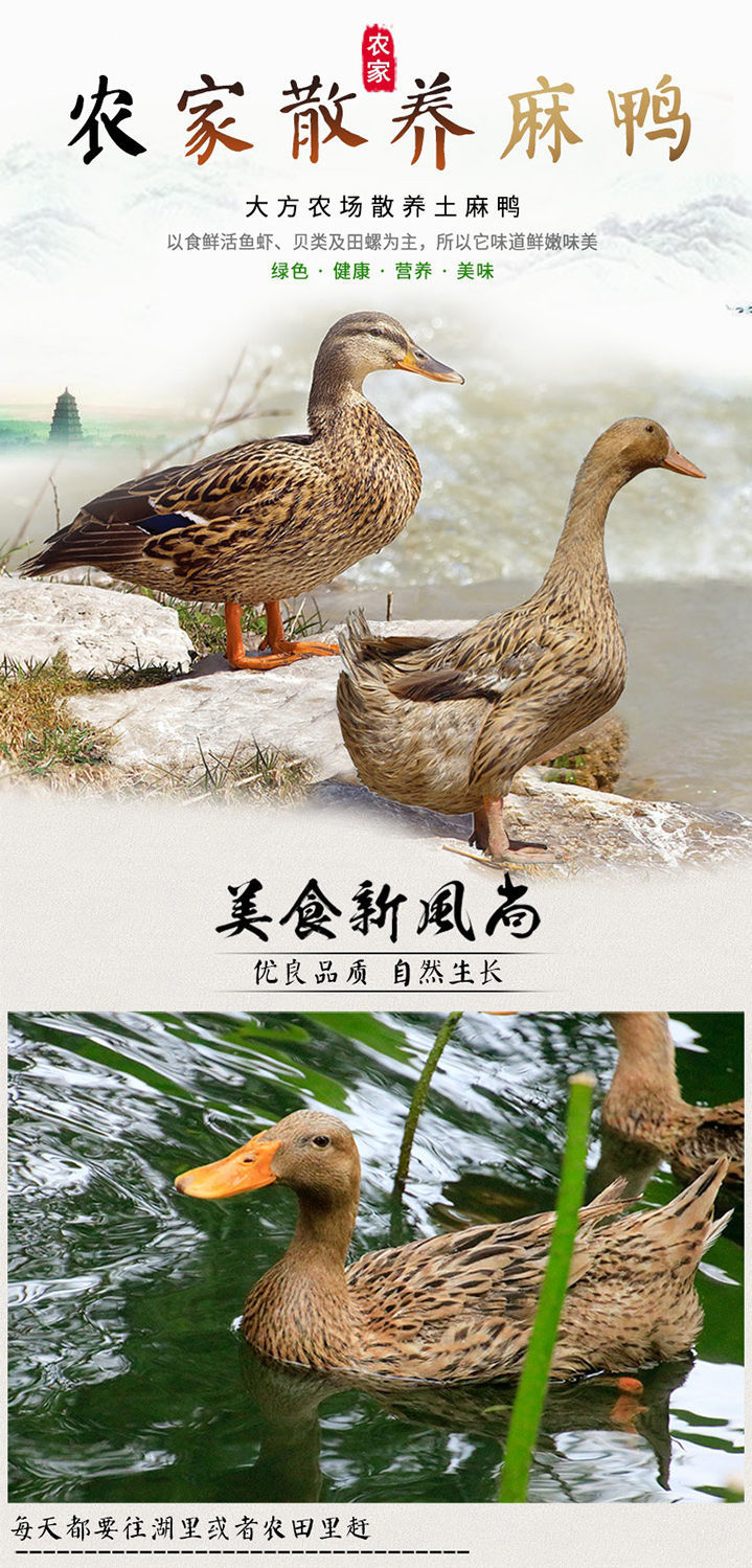 农家散养麻鸭子土鸭子新鲜2斤重活鸭宰杀冷冻白条鸭