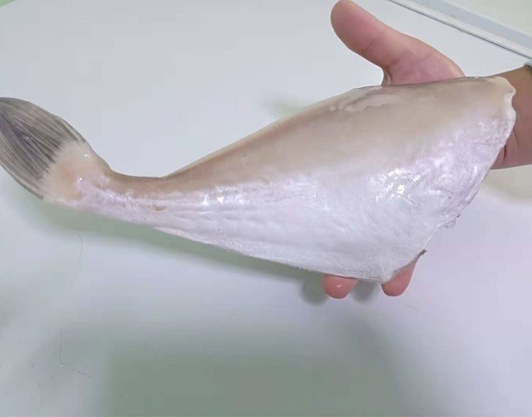 单冻大号中号耗儿鱼带冰5斤扒皮鱼海鲜新鲜马面鱼火