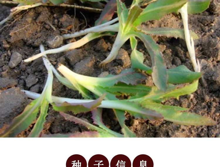 野生曲麻菜种籽叶菜野菜苦麻菜种子苦菜种籽四季春夏秋冬播盆栽韩育新