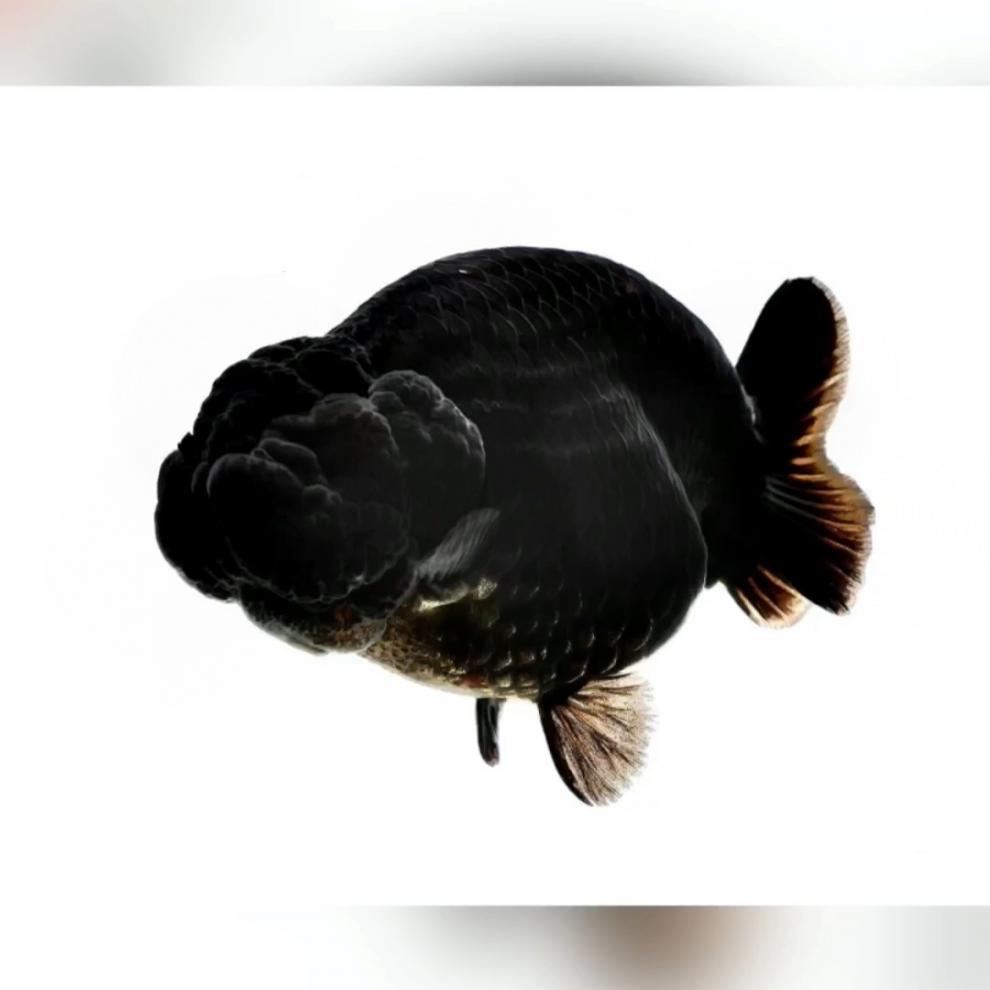 兰寿金鱼活体活鱼潘氏小尾奶牛兰寿水墨玉兔金鱼冷水淡水宠物鱼耐活好