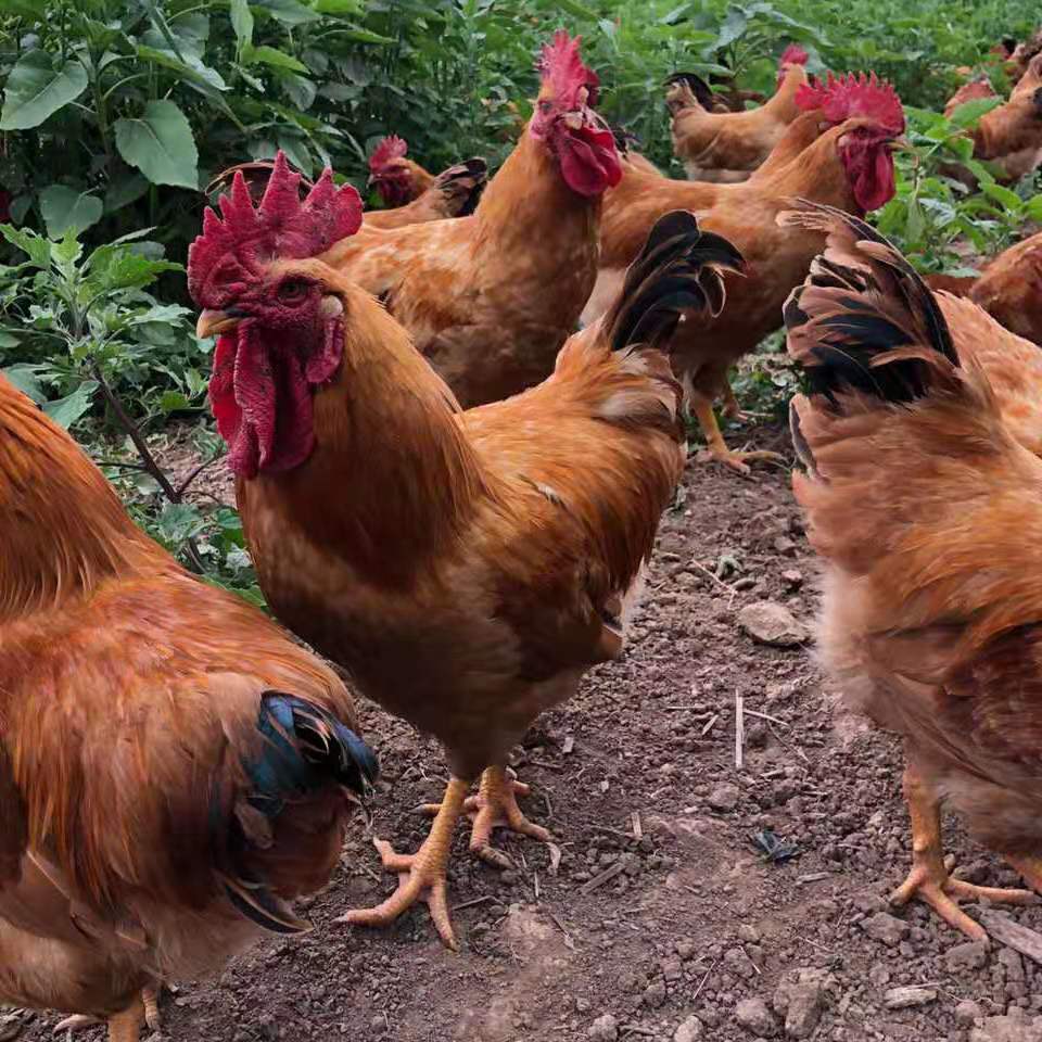 农村散养大公鸡现杀发货运动量大肉质紧密玉米饲养山