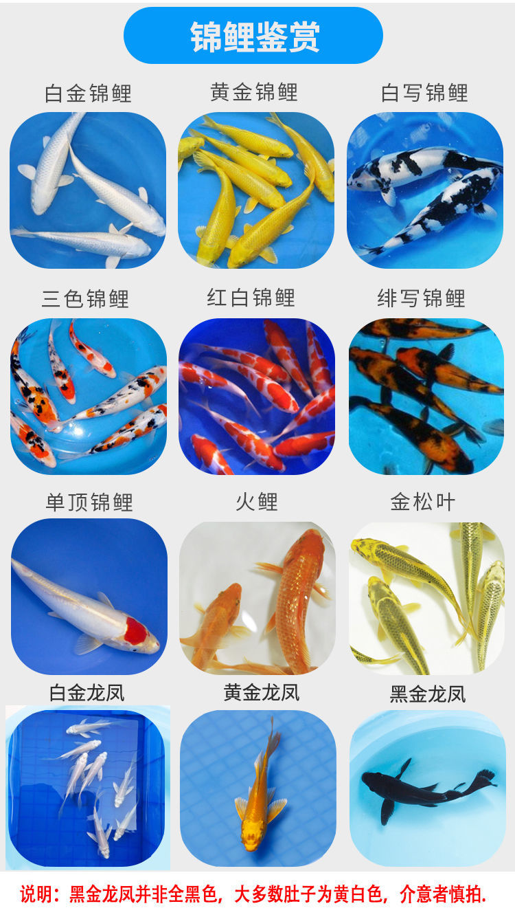 锦鲤观赏鱼草金鱼活鱼锦鲤鱼活体冷水观赏鱼耐活好养练手鱼j1517cm草