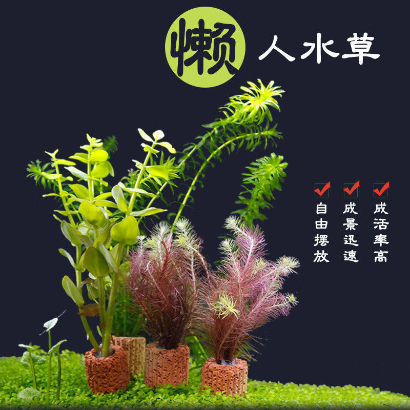 鱼缸水草造景淡水水草养鱼水草植物懒人真水草冷水水草坨草造景南极杉坨草 5厘米 图片价格品牌报价 京东