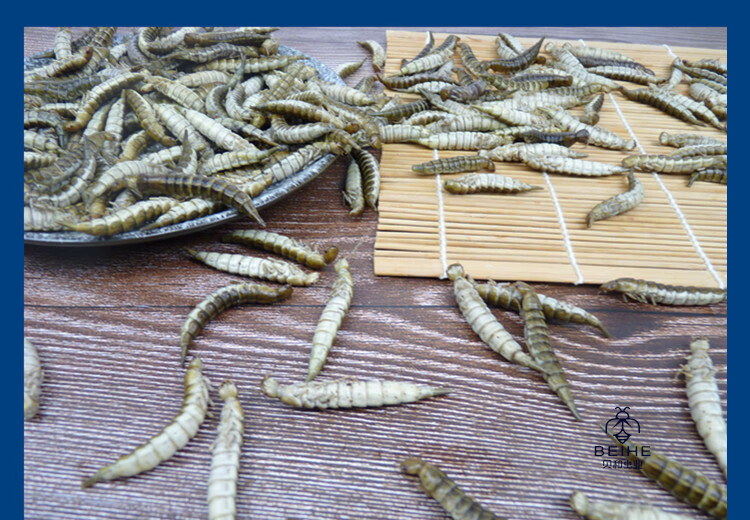 新鲜金边龙虱幼虫水蜈蚣鲜香味美食用昆虫油炸烧烤虫子500克【图片