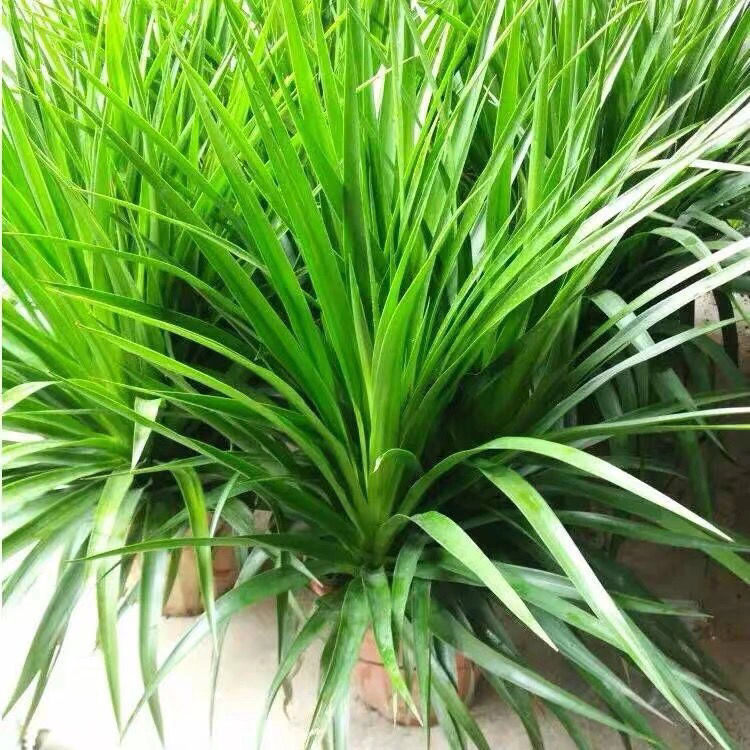 龙须树龙须铁龙须兰龙血树室内客厅大型盆栽绿植花卉