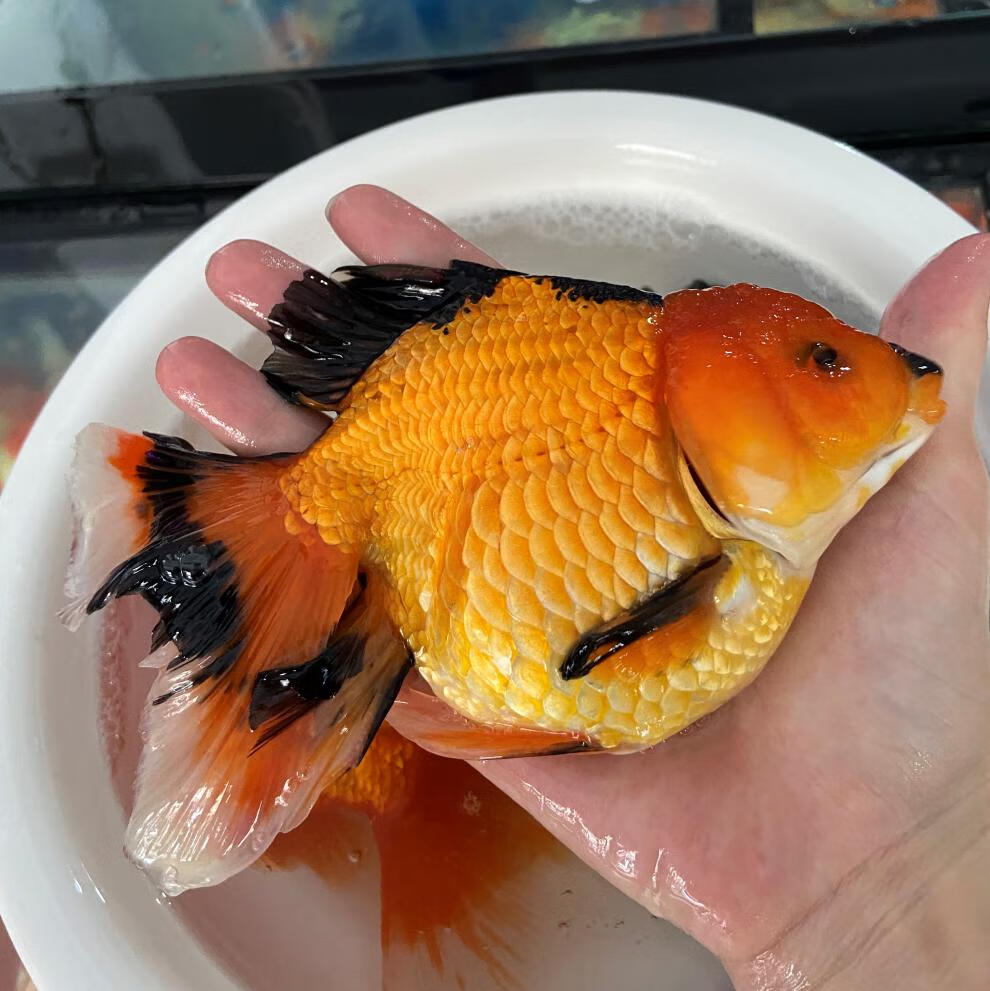 朵芮蜜黑泰狮原泰百褶裙金鱼活鱼淡水冷水观赏鱼水族宠物国狮包活 6