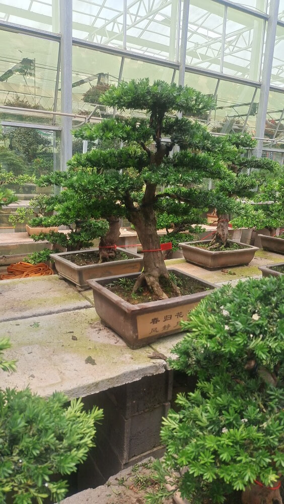 羅漢松盆景造型羅漢松庭院客廳羅漢松盆栽植物小型羅漢松盆景3號