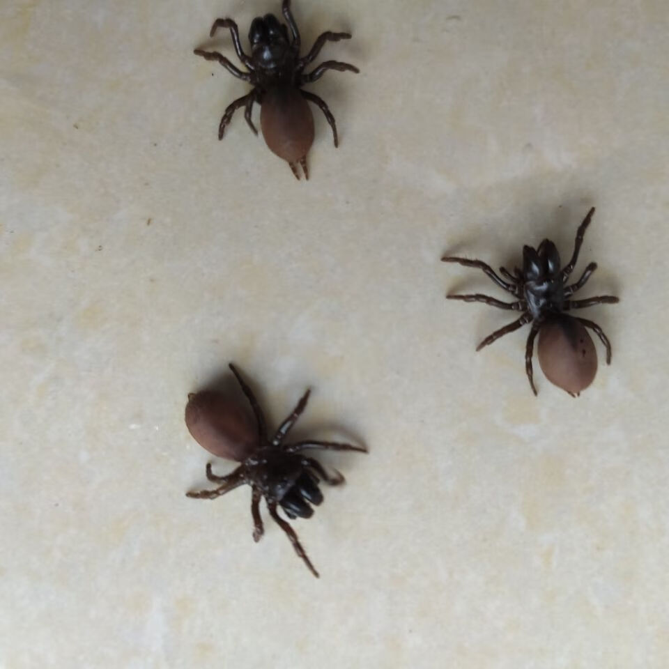 鸟用活体饲料贵州野生地蜘蛛壁口袋虫画眉鸟专用鸟食降火提性壮膘助斗