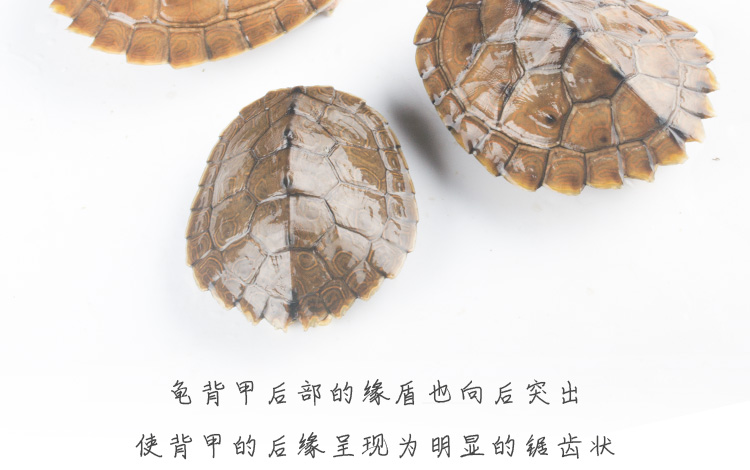 黑瘤地图苗密西西比宠物龟观赏龟活物鱼缸深水龟吃鱼屎网红小乌龟地图