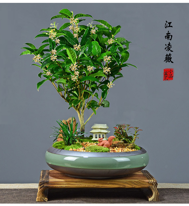 四季桂花树盆栽植物盆景阳台室内好养庭院常青绿植开花浓香型花卉