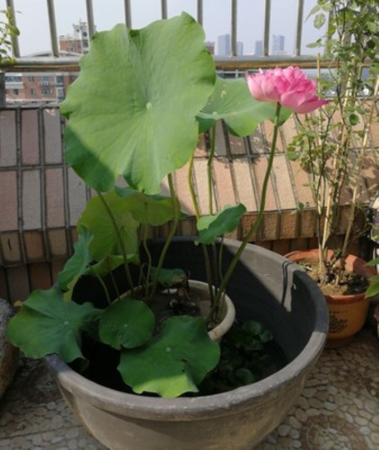 家用睡莲盆罐水无釉养乌龟鱼缸庭院荷花缸土陶造景大水缸 65口50高