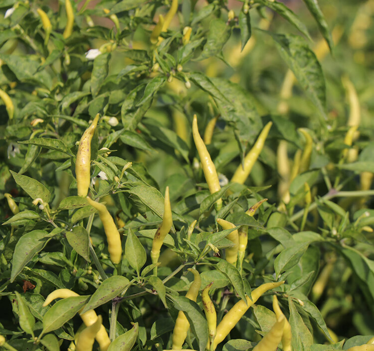 小米椒种籽子孑苗小米辣朝天椒辣椒特辣苗子苗秧幼春阳台盆栽四季小米