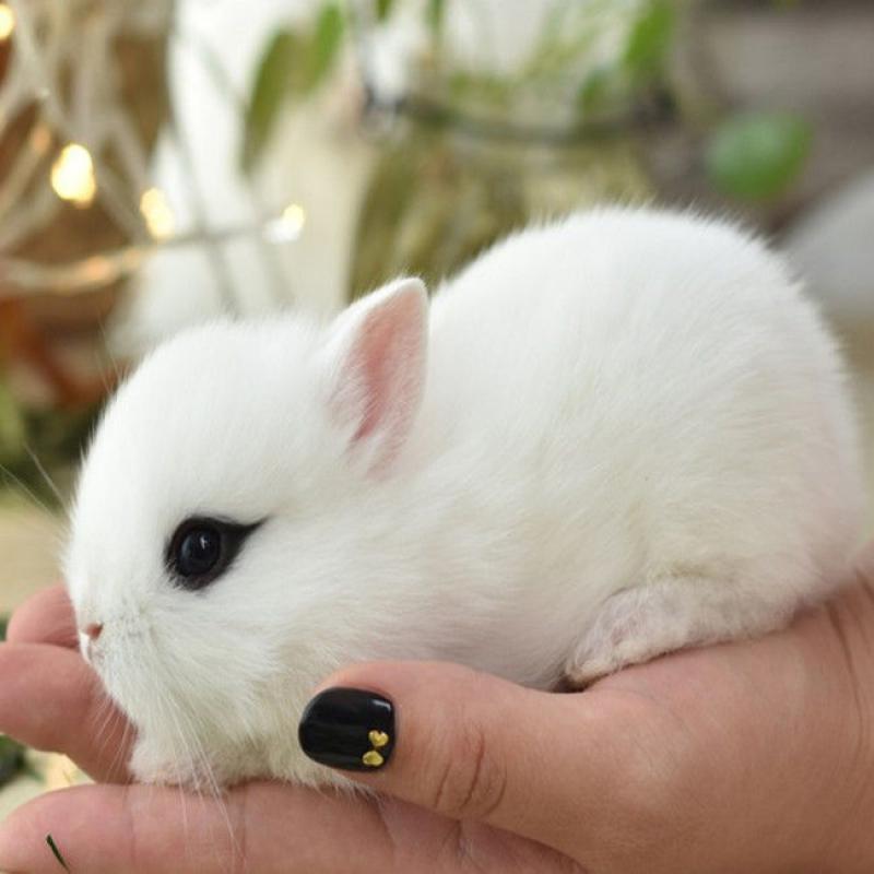 侏儒兔活体垂耳兔活体兔子活体小白兔种兔长不大茶杯兔宠物兔子黄花兔