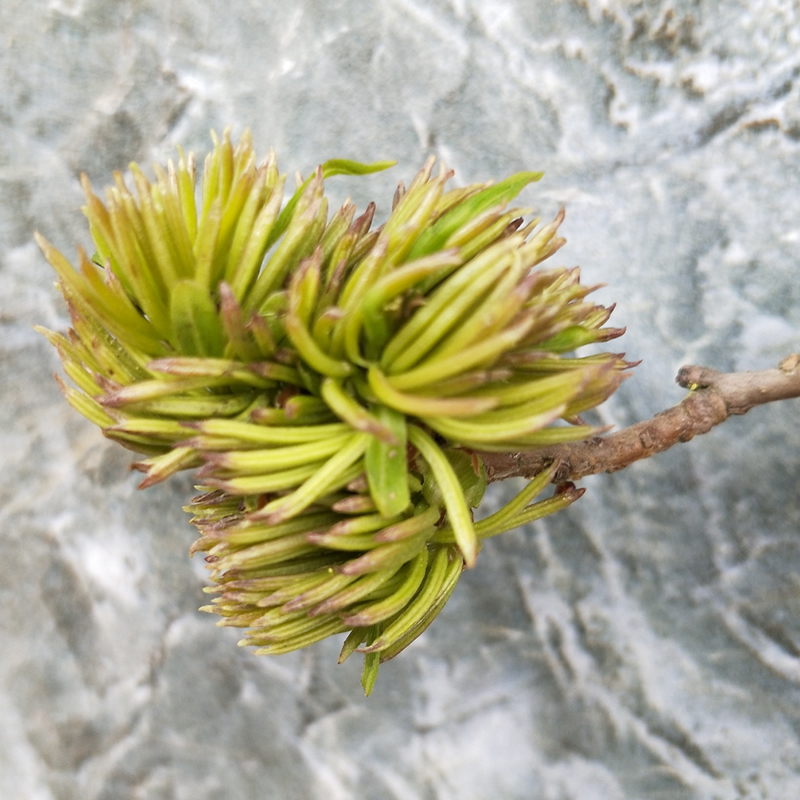 张家界杜仲雄花杜仲雄花茶男性雄花杜仲茶100g