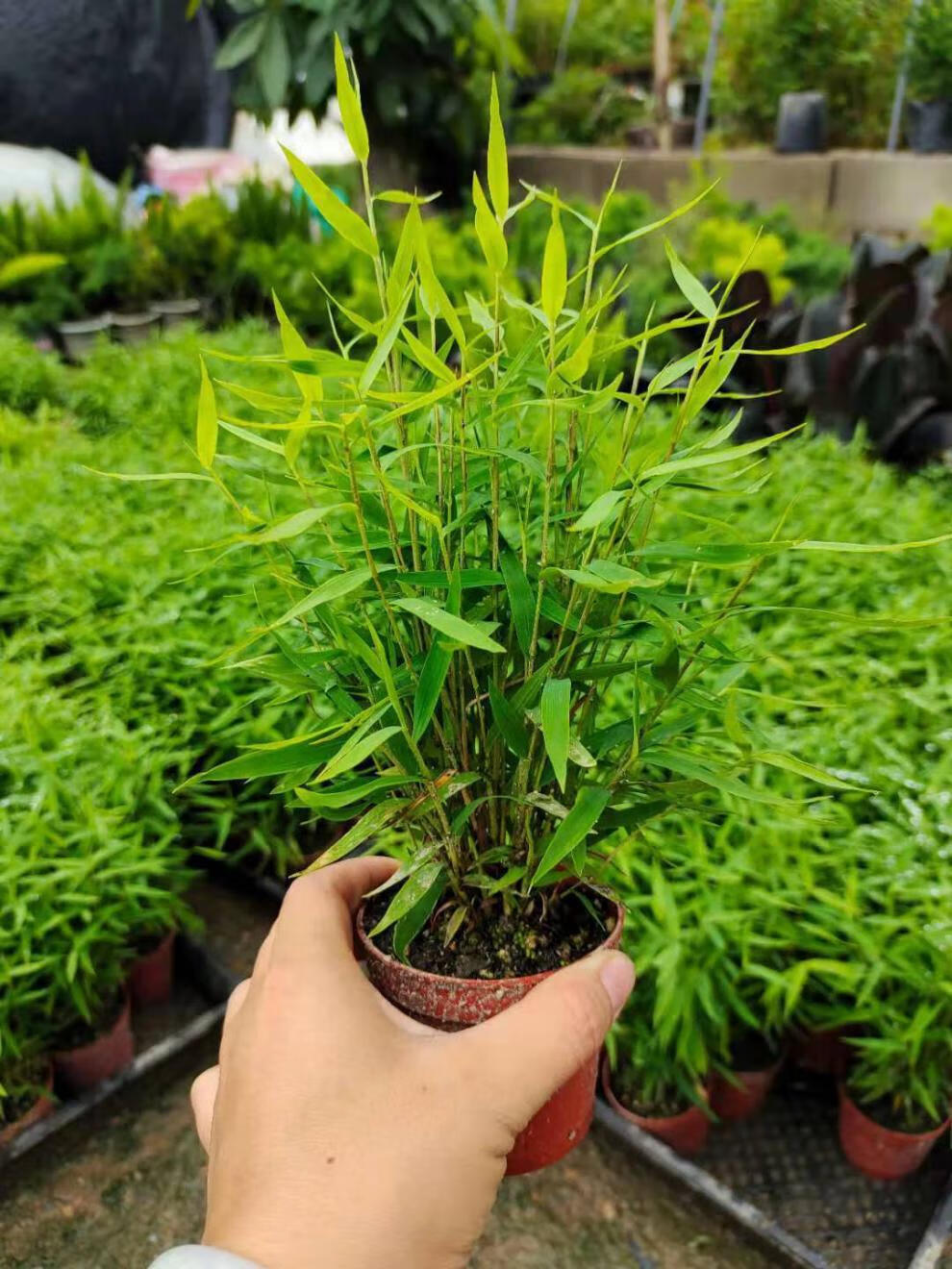 竹类盆栽竹子苗姬翠竹盆景盆栽耐寒文玩竹子米竹盆栽驱蚊竹室内外盆栽