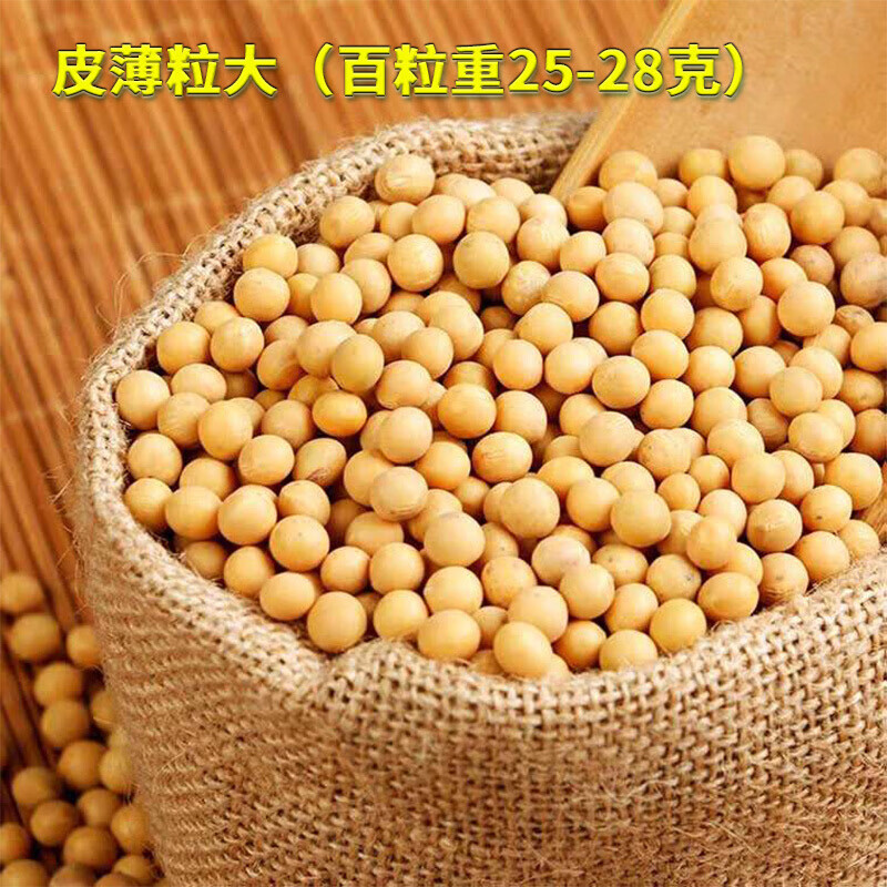 东北农业大学打豆浆专用东农豆252技术黄豆20新大豆【图片 价格 品牌