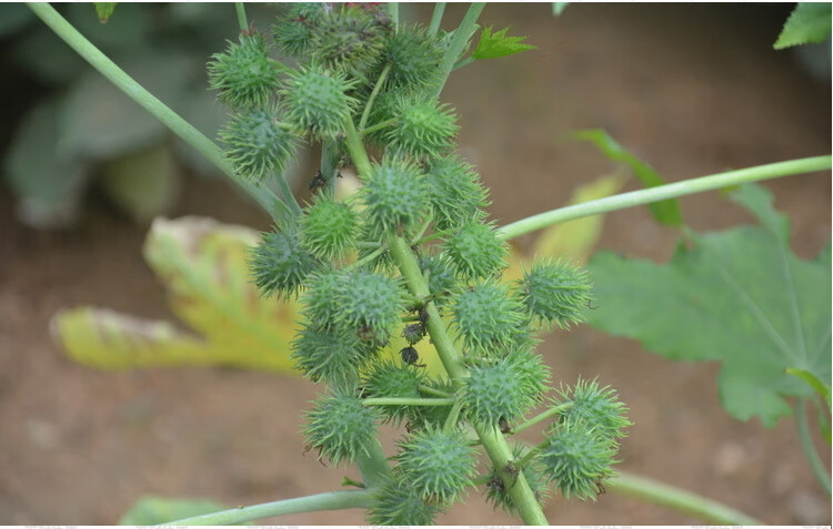 蓖麻種子蓖麻子紅蓖麻種子老麻了草麻黑蓖麻半斤