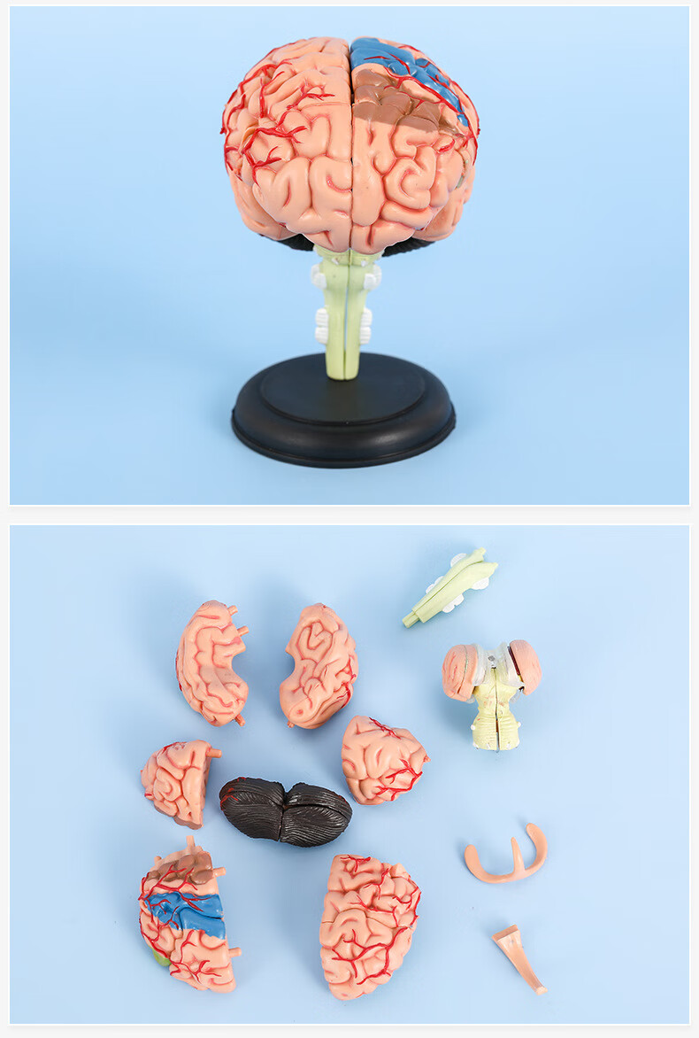 神孩子人体医学4d拼装大脑模型脑部结构解剖可拆卸模型初中生高中生