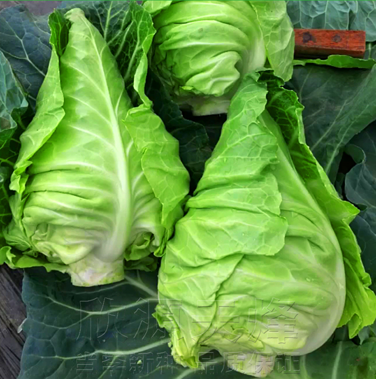 包菜种籽牛心甘蓝春风甘兰春季夏季四季播农家绿色蔬菜种孑子高产春丰