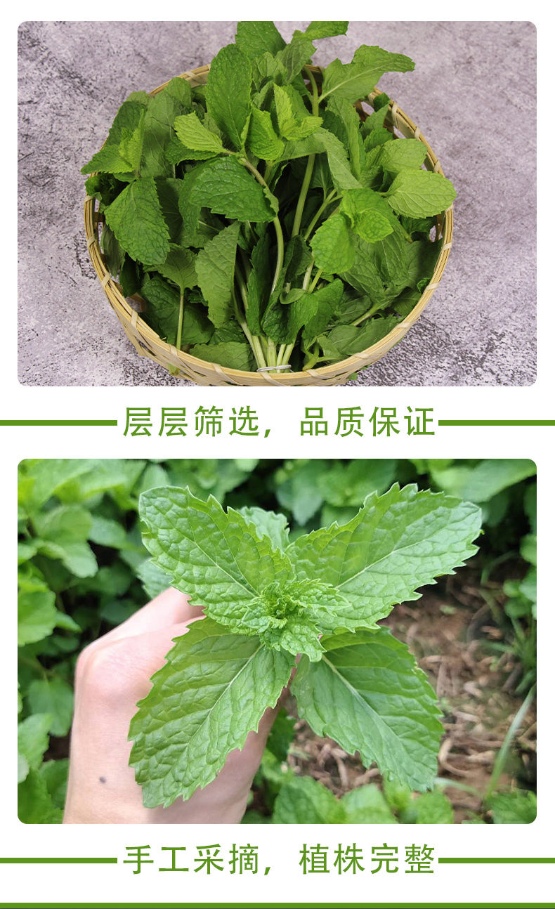云南新鲜留兰香薄荷装饰食用泡茶调酒莫吉托奶茶店专用商用薄荷叶泡茶