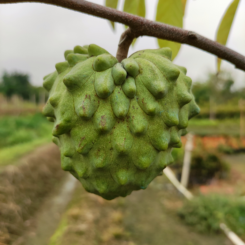带果牛奶释迦果树苗甜心水果凤梨当年开花番荔枝盆栽地栽 嫁接凤梨
