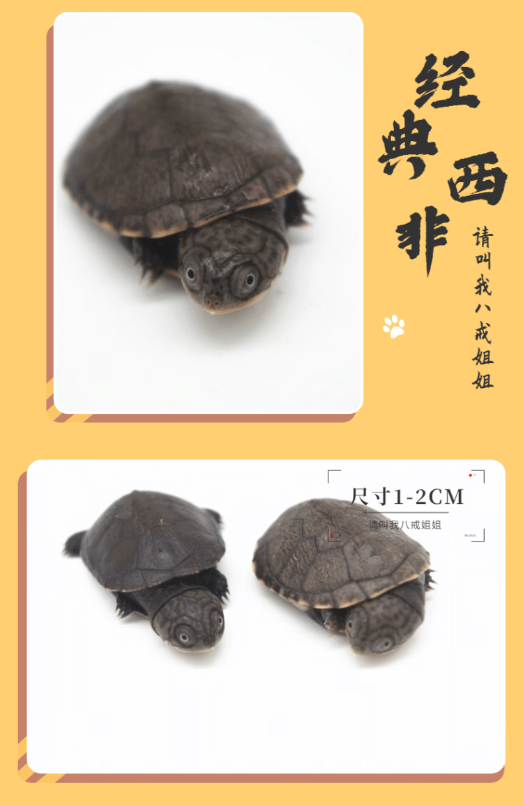 西非侧颈龟乌龟活体仰泳龟苗活体沼泽侧颈深水龟宠物侧颈龟 西非侧颈