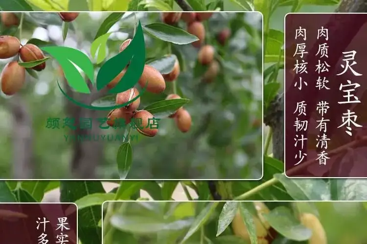 皇冠甜枣南方适合种植图片