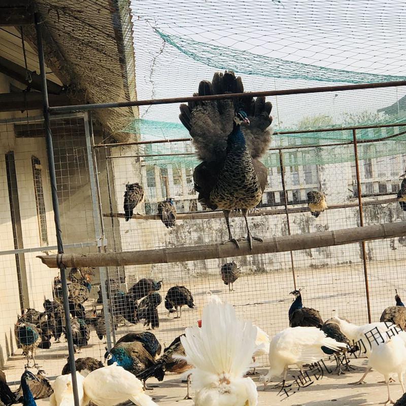 孔雀活体苗 白孔雀 观赏鸟 孔雀幼崽 宠物鸟 全国发货 六个月1只(公母