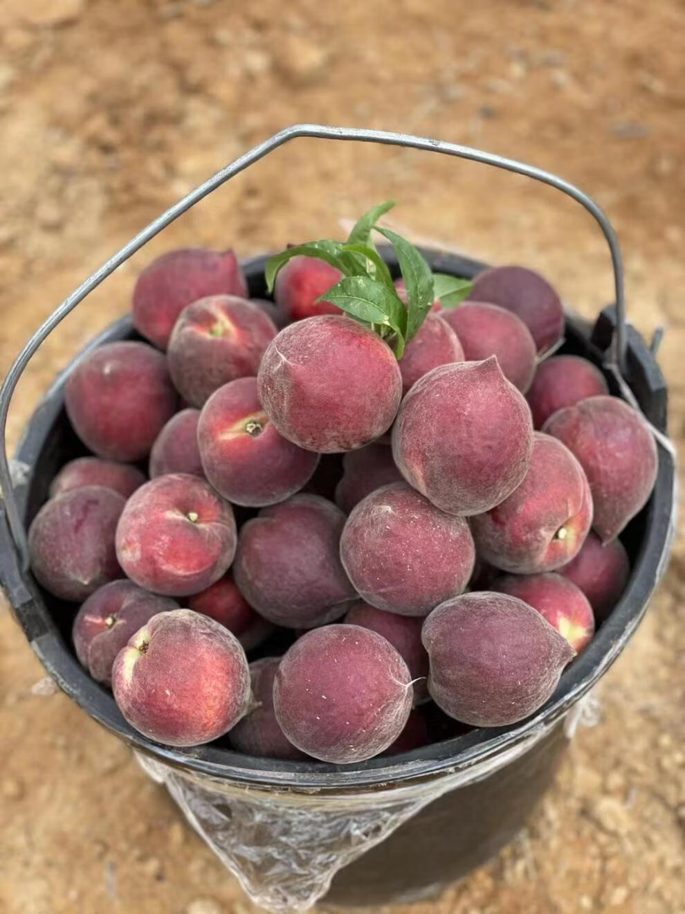 攀枝花脆桃新鲜水果蜜桃现摘黑美人桃子火焰桃应季孕妇整箱甜精品礼盒