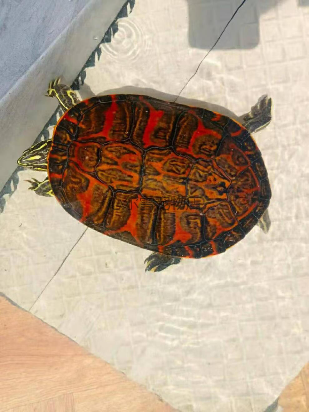 网红稀有小乌龟精品火焰龟苗活体深水龟宠物龟观赏龟吃菜龟冷水多规格