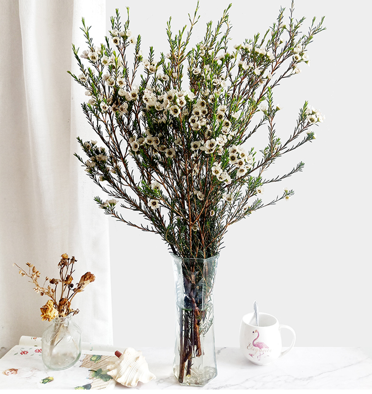 蓓弗澳洲腊梅鲜花云南昆明直发冬季家用插花水养鲜切花银柳婚庆喜庆花