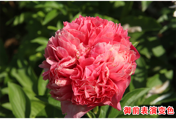 芍药花苗重瓣盆栽正宗菏泽基地直发庭院花卉精品大花黄色芍药苗红富士