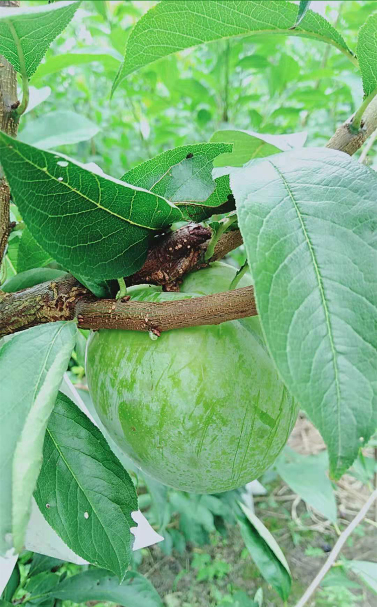 正宗青奈李翡翠李湖南汝城文明大果奈李应季水果脆甜现摘发恐龙蛋 5斤