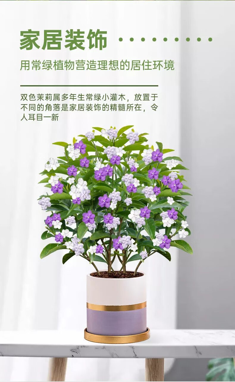 6，雙色鴛鴦茉莉花苗濃香型植物四季開花室內外好養易活花卉盆栽大全 精選雙色茉莉花苗18公分++ +原土球+生根粉