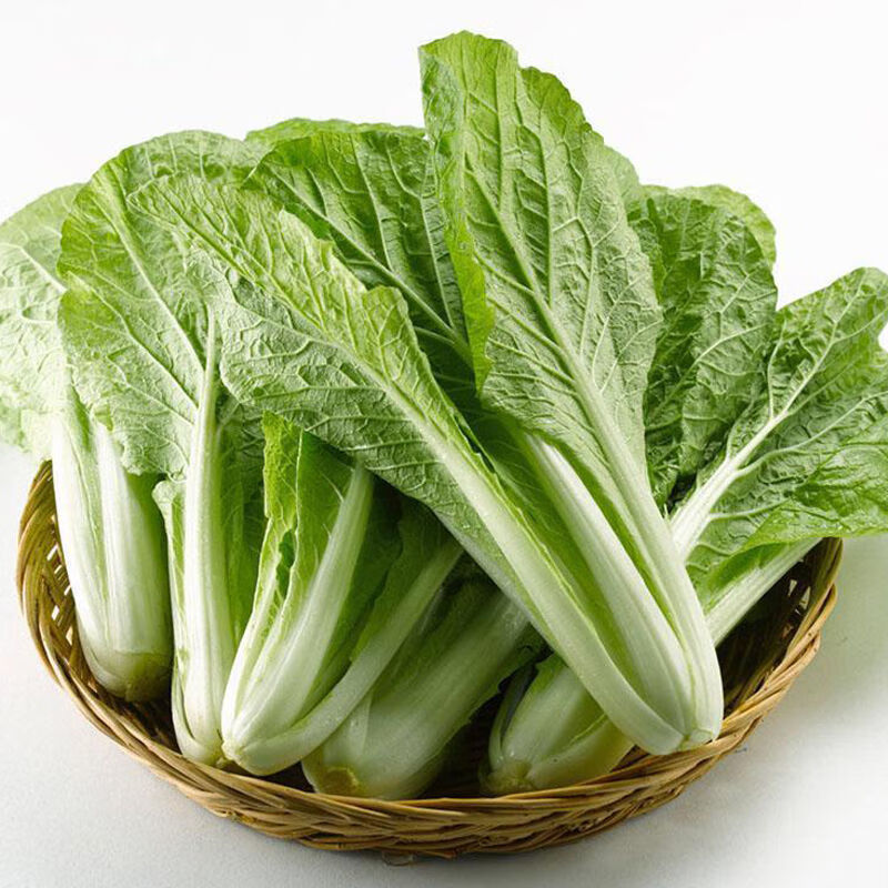 山东新鲜蔬菜沙拉菜叶菜类小青菜四季快菜小白菜试吃装1斤